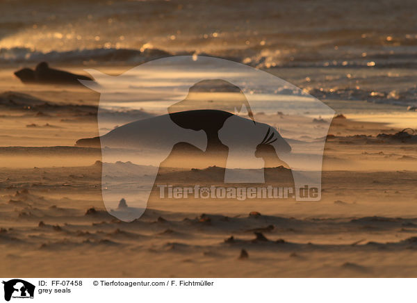 Kegelrobben / grey seals / FF-07458