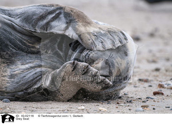 Kegelrobbe / Grey Seal / IG-02116