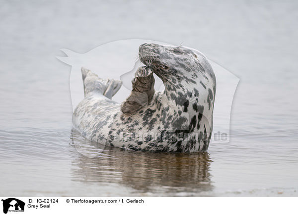 Kegelrobbe / Grey Seal / IG-02124