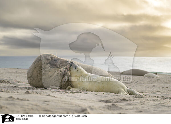 Kegelrobbe / grey seal / DV-04093