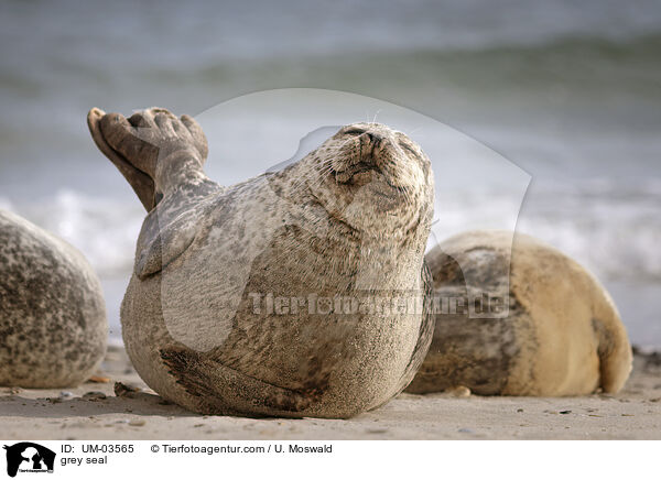 Kegelrobbe / grey seal / UM-03565