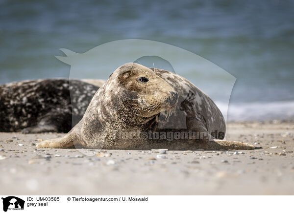 Kegelrobbe / grey seal / UM-03585