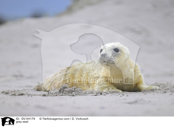 Kegelrobbe / grey seal / DV-04179