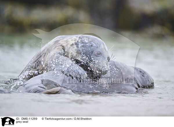 Kegelrobbe / grey seal / DMS-11269