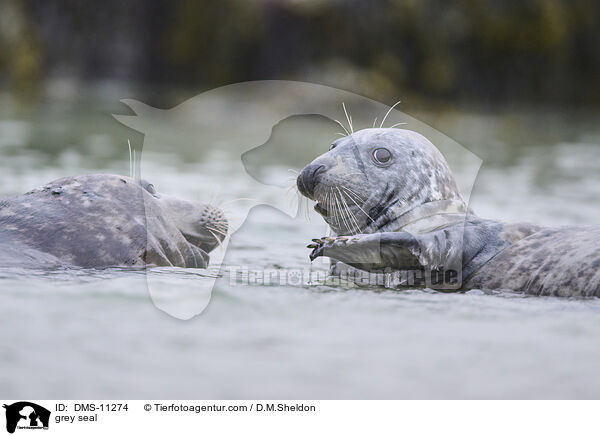 Kegelrobbe / grey seal / DMS-11274