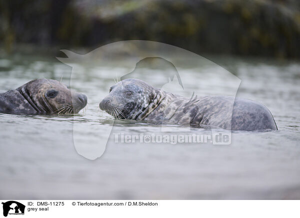 Kegelrobbe / grey seal / DMS-11275