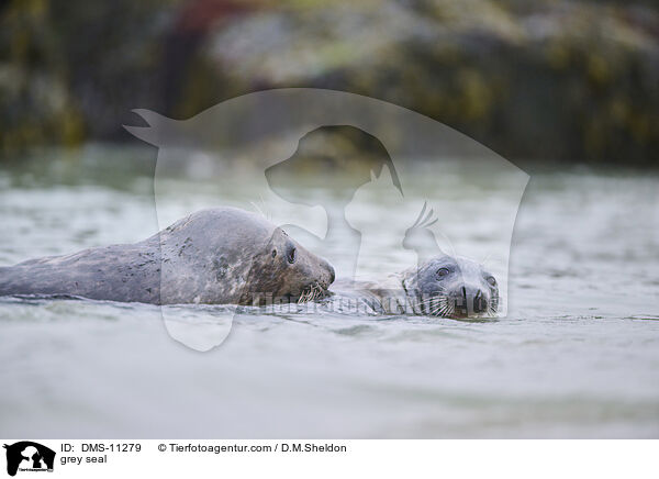 Kegelrobbe / grey seal / DMS-11279