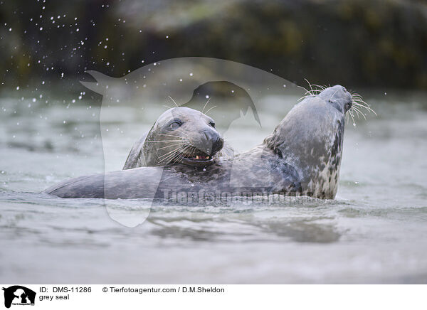 Kegelrobbe / grey seal / DMS-11286