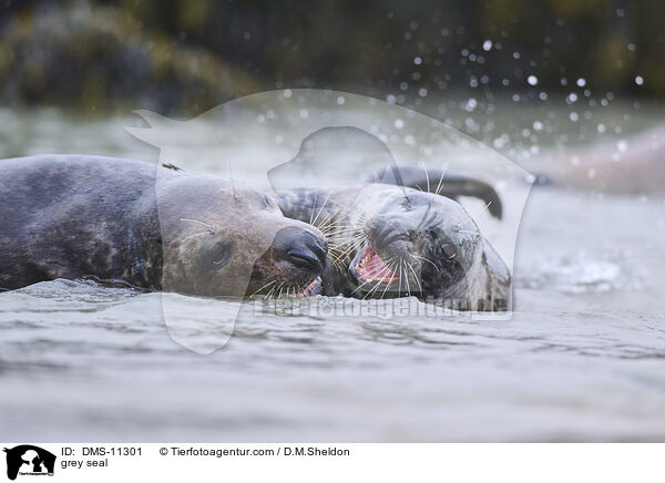 Kegelrobbe / grey seal / DMS-11301