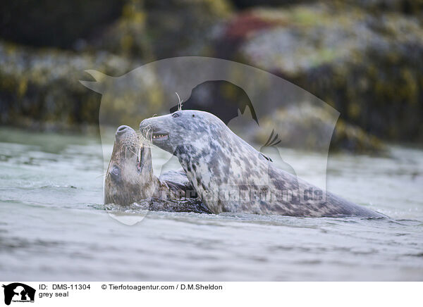 Kegelrobbe / grey seal / DMS-11304