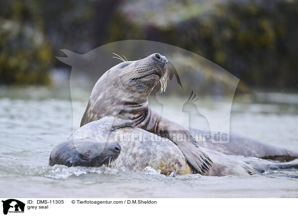 Kegelrobbe / grey seal / DMS-11305