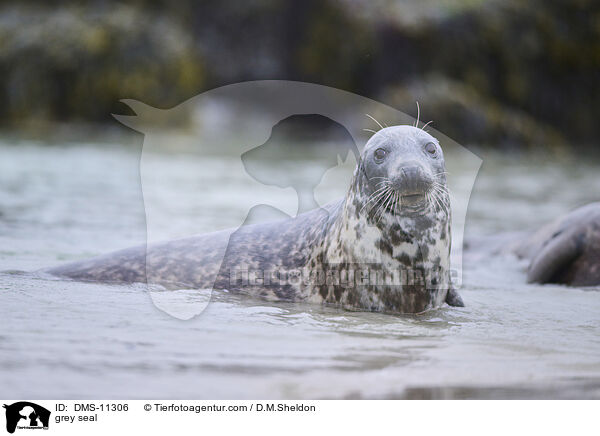 Kegelrobbe / grey seal / DMS-11306