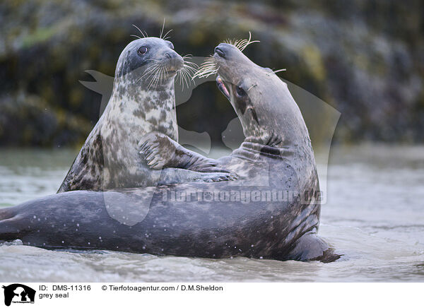 Kegelrobbe / grey seal / DMS-11316
