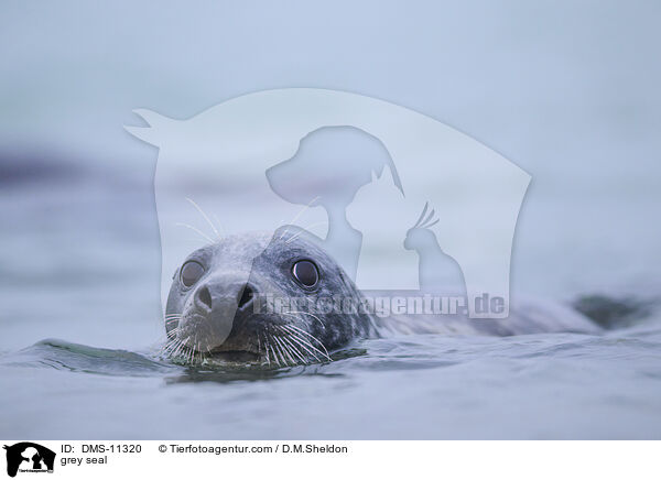 Kegelrobbe / grey seal / DMS-11320