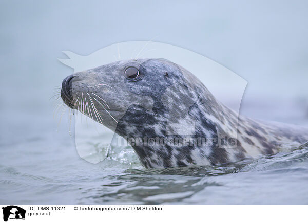 Kegelrobbe / grey seal / DMS-11321