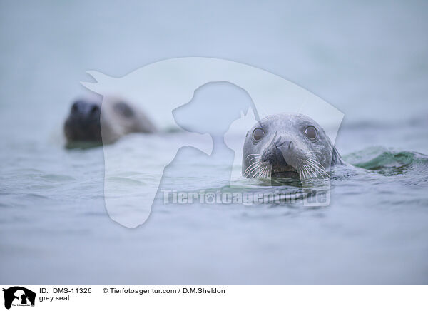Kegelrobbe / grey seal / DMS-11326