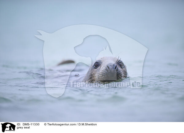 Kegelrobbe / grey seal / DMS-11330