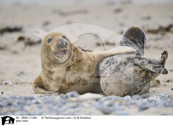 Kegelrobbe / grey seal / DMS-11360