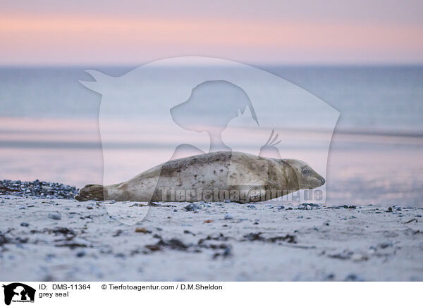 Kegelrobbe / grey seal / DMS-11364