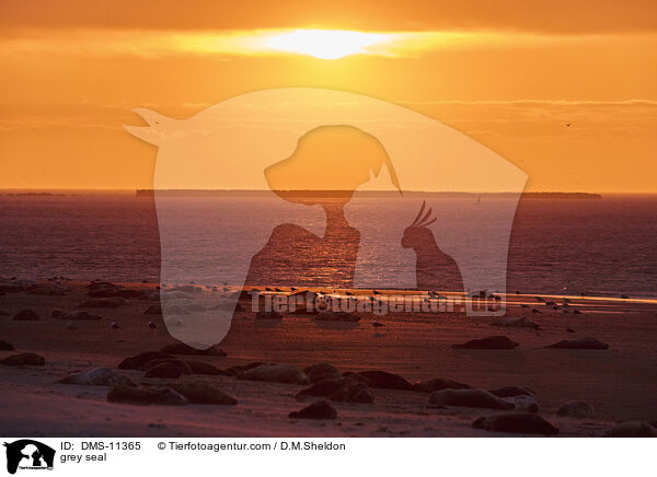 Kegelrobbe / grey seal / DMS-11365