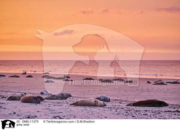 Kegelrobbe / grey seal / DMS-11375