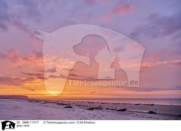 Kegelrobbe / grey seal / DMS-11377