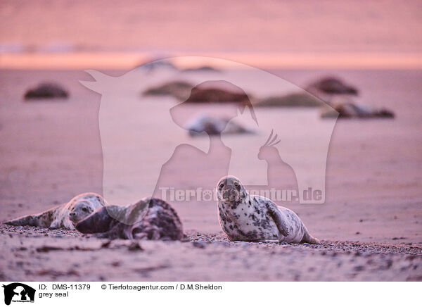 Kegelrobbe / grey seal / DMS-11379