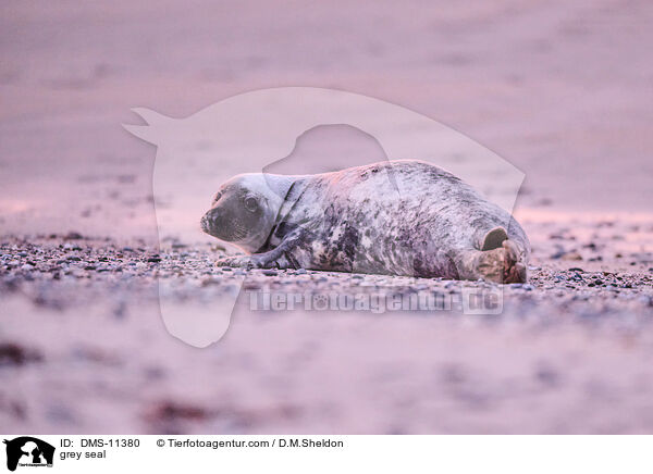 Kegelrobbe / grey seal / DMS-11380