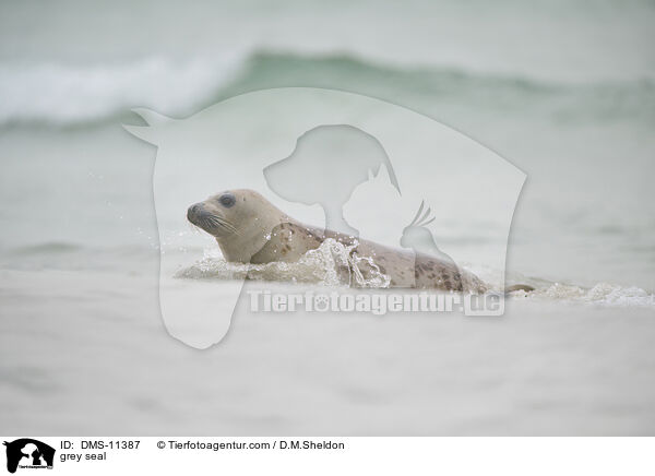 Kegelrobbe / grey seal / DMS-11387