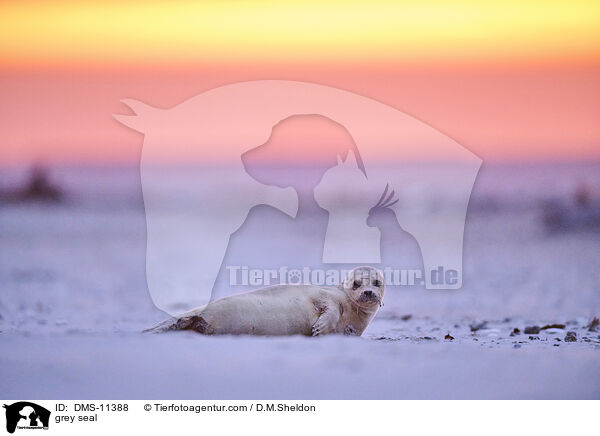 Kegelrobbe / grey seal / DMS-11388