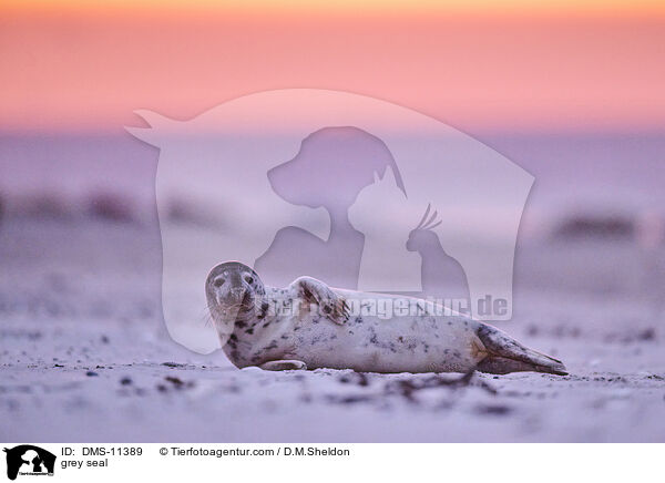 Kegelrobbe / grey seal / DMS-11389
