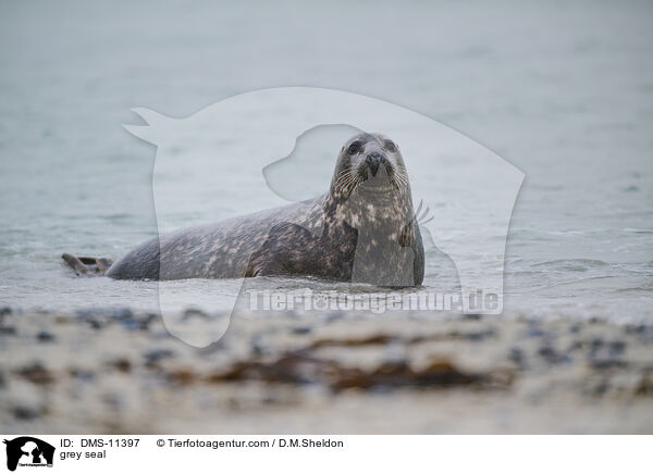 Kegelrobbe / grey seal / DMS-11397