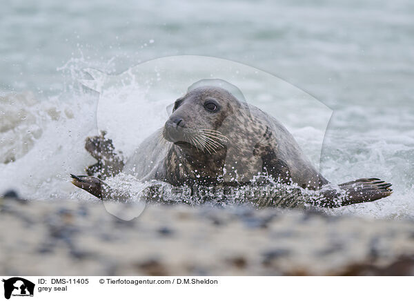 Kegelrobbe / grey seal / DMS-11405