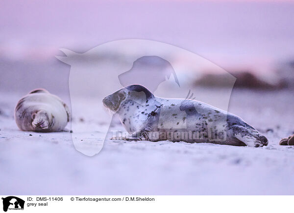 Kegelrobbe / grey seal / DMS-11406