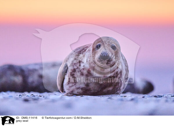 Kegelrobbe / grey seal / DMS-11416