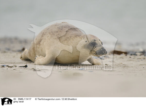 Kegelrobbe / grey seal / DMS-11417