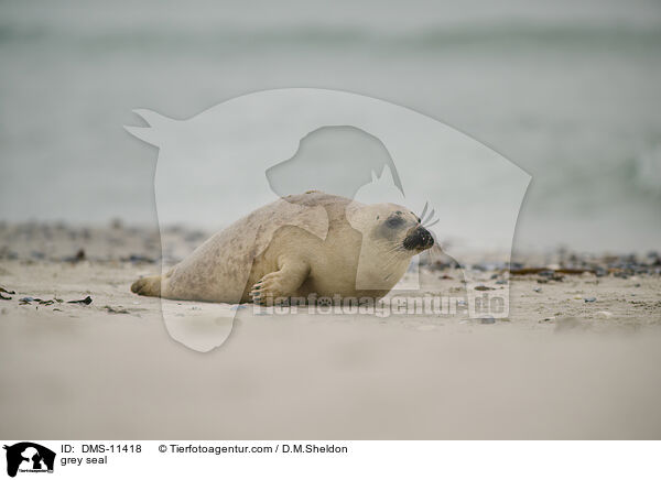 Kegelrobbe / grey seal / DMS-11418