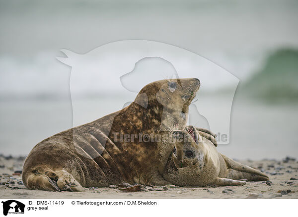 Kegelrobbe / grey seal / DMS-11419