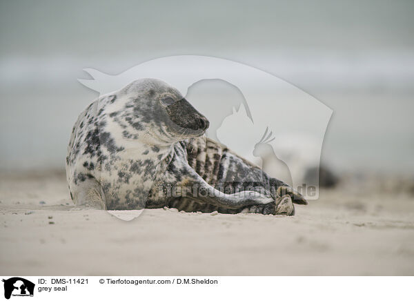 Kegelrobbe / grey seal / DMS-11421