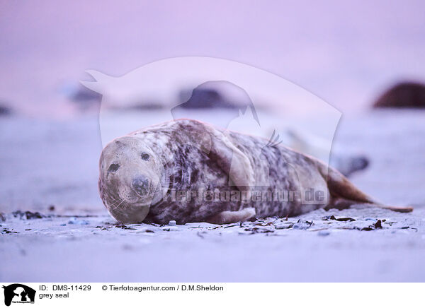 Kegelrobbe / grey seal / DMS-11429