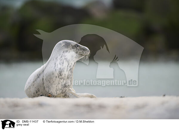 Kegelrobbe / grey seal / DMS-11437