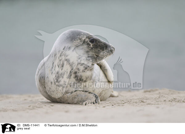 Kegelrobbe / grey seal / DMS-11441