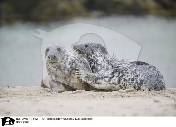 Kegelrobbe / grey seal / DMS-11442