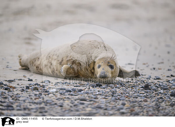 Kegelrobbe / grey seal / DMS-11455