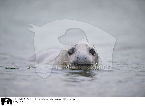 Kegelrobbe / grey seal / DMS-11459