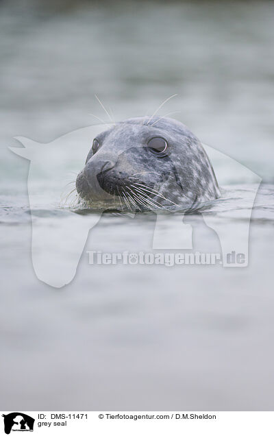 Kegelrobbe / grey seal / DMS-11471