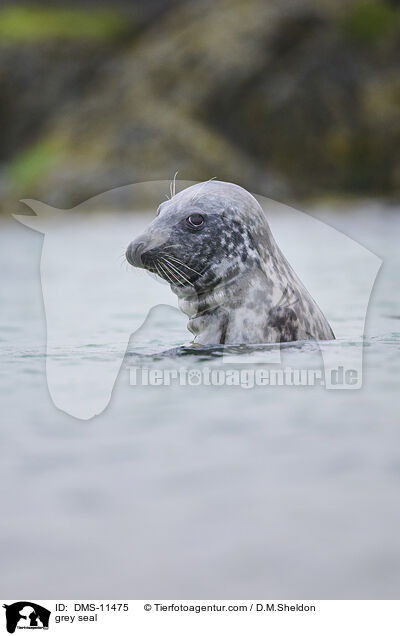 Kegelrobbe / grey seal / DMS-11475