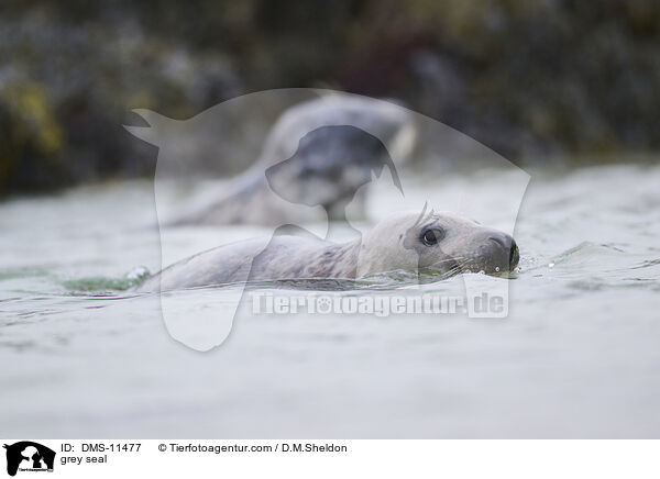Kegelrobbe / grey seal / DMS-11477
