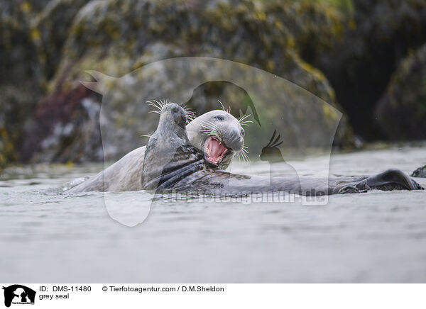 Kegelrobbe / grey seal / DMS-11480