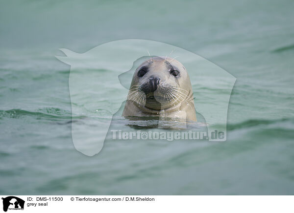 Kegelrobbe / grey seal / DMS-11500